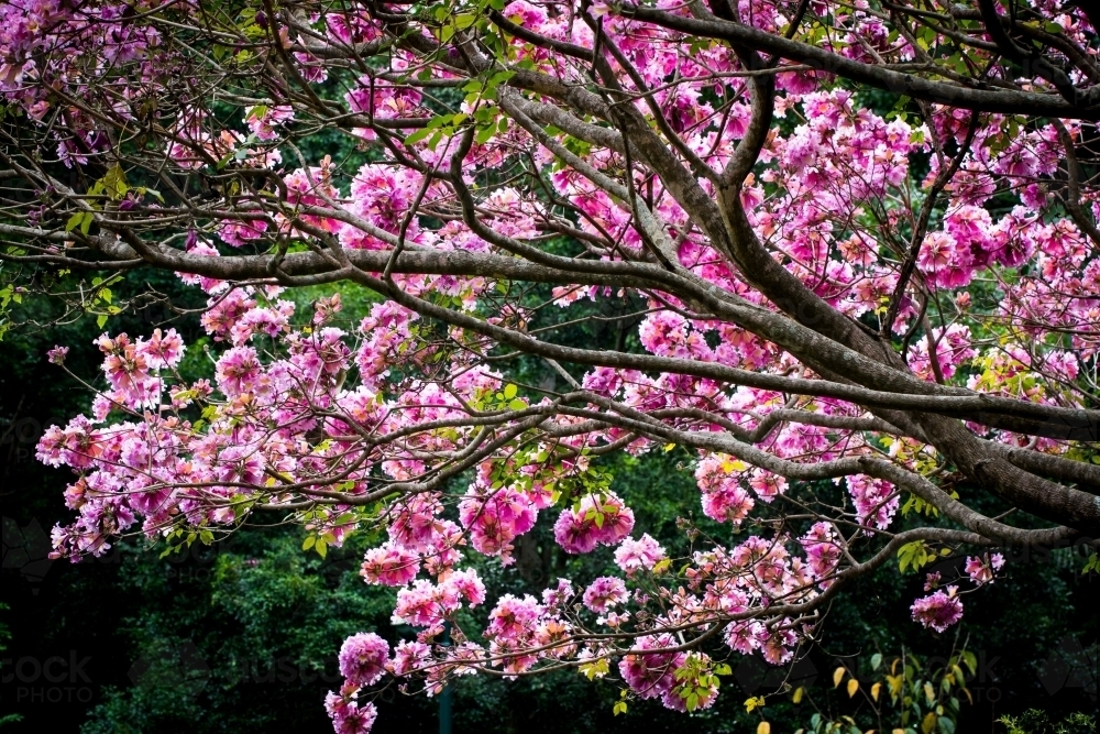Cherry Blossoms - Australian Stock Image