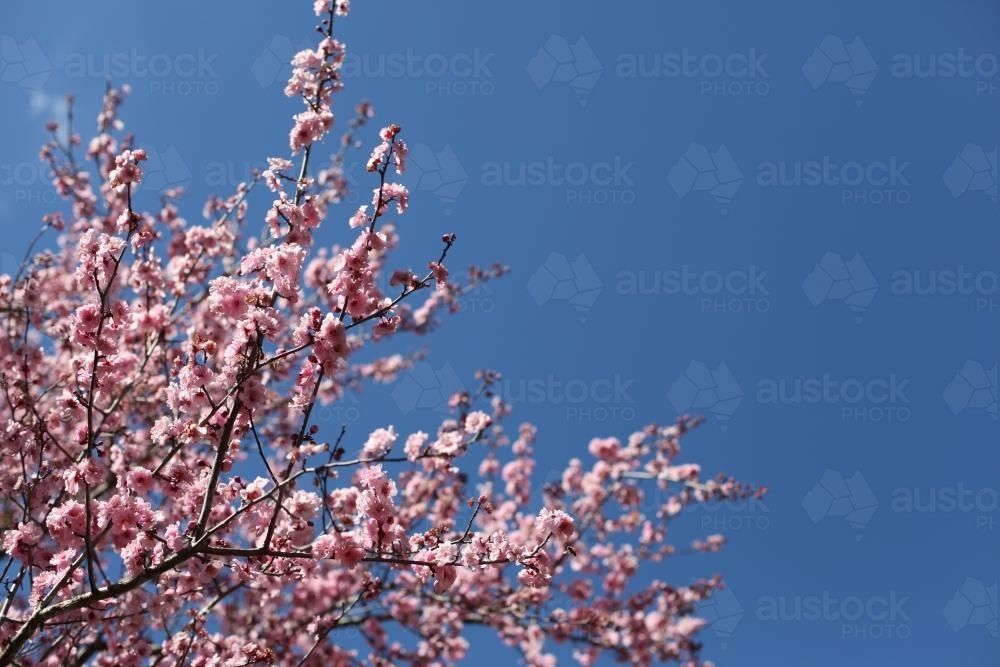 Cherry Blossoms in flower - Australian Stock Image