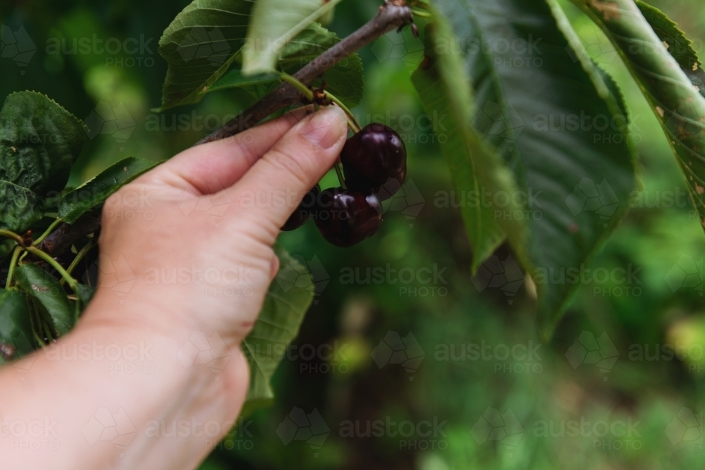 Image of cherry picking Austockphoto