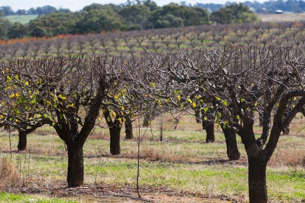 Cherry trees and orchard farm - Australian Stock Image