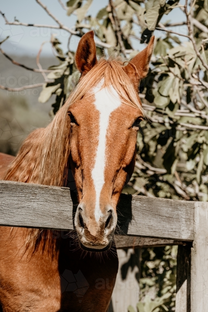 Chestnut horse leans over the fence in the sun. - Australian Stock Image