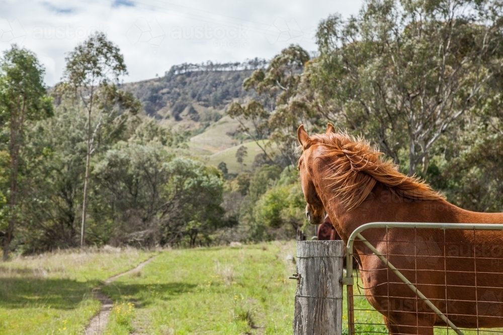 Chestnut horse looking away over farm fence and gate - Australian Stock Image