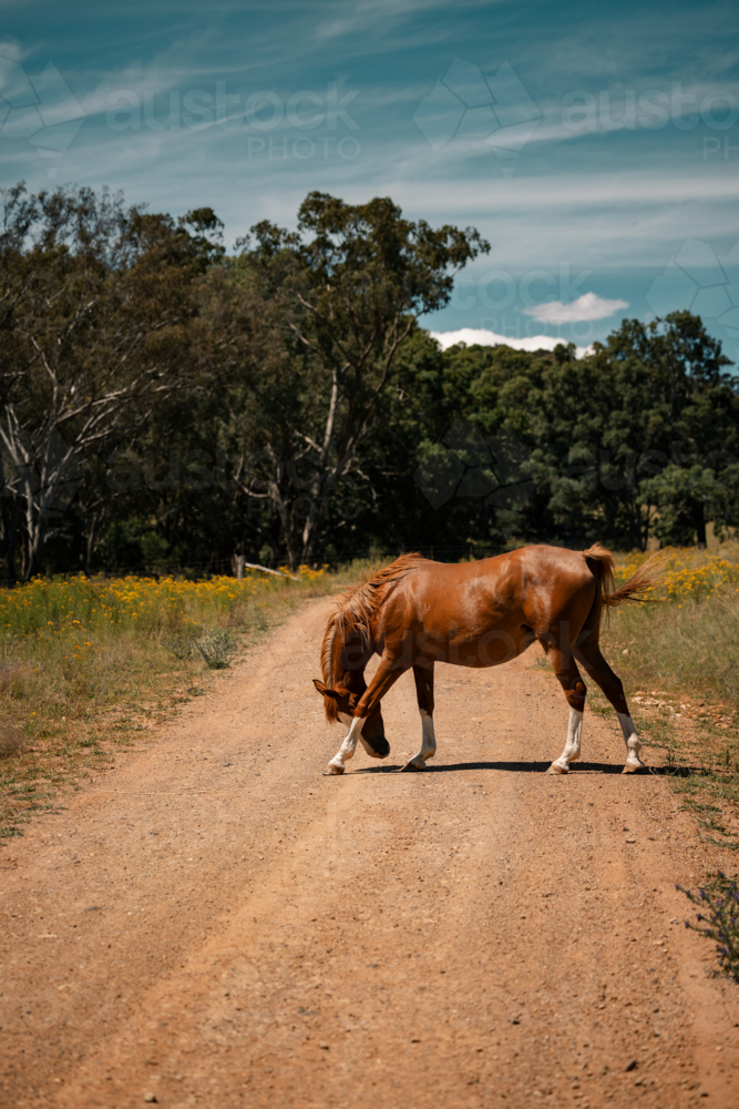Chestnut horse on rural dirt road, framed by lush trees under clear blue sky - Australian Stock Image