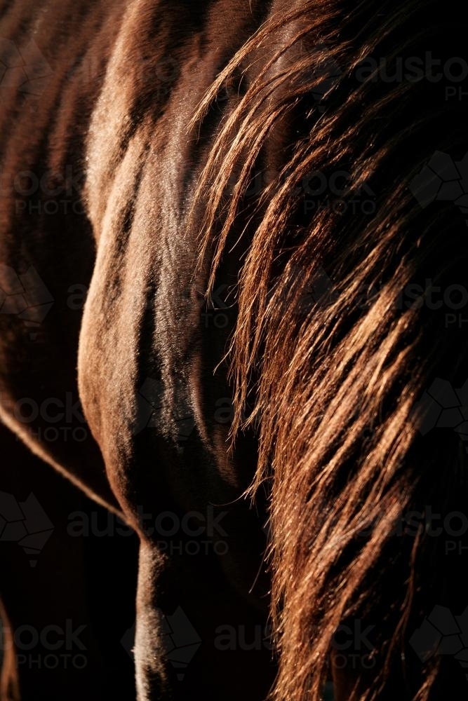 Chestnut Horse's mane and flank - Australian Stock Image