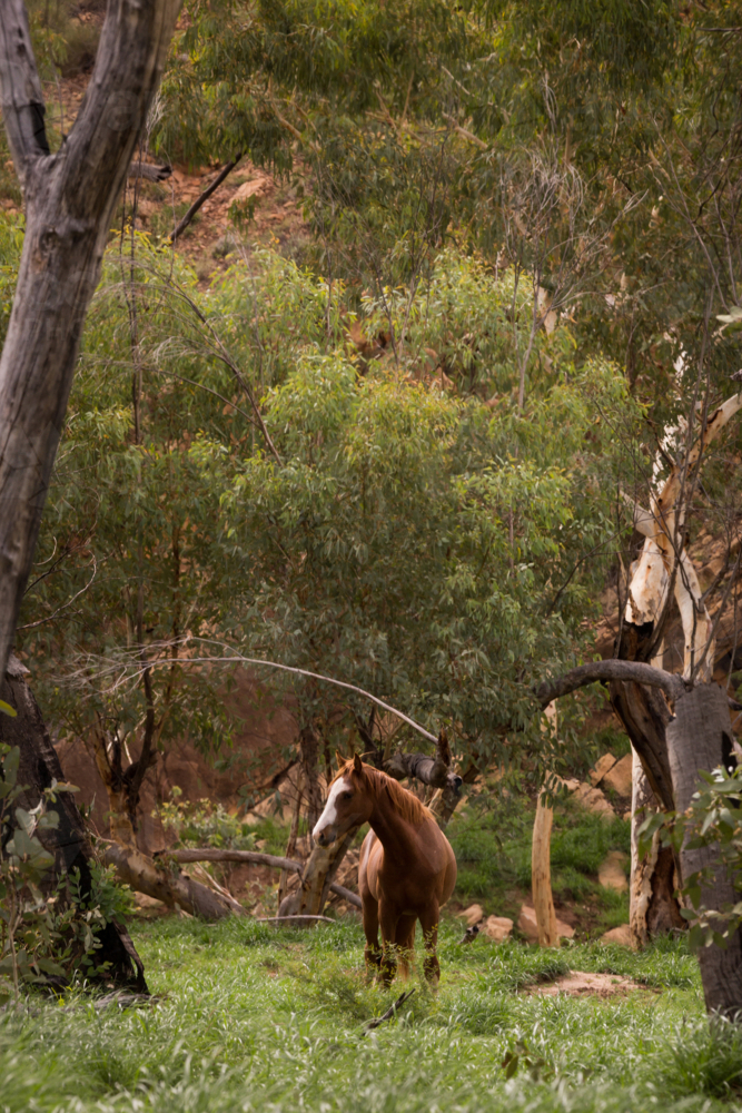 Chestnut horse standing amid a lush, green forest - Australian Stock Image