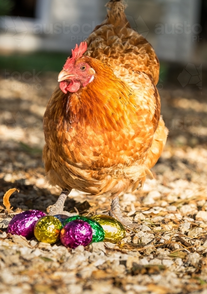 Chicken and shiny Easter eggs - Australian Stock Image
