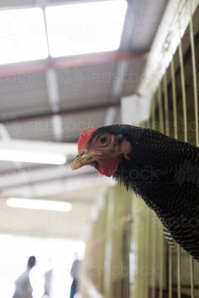 Chicken at a country show - Australian Stock Image