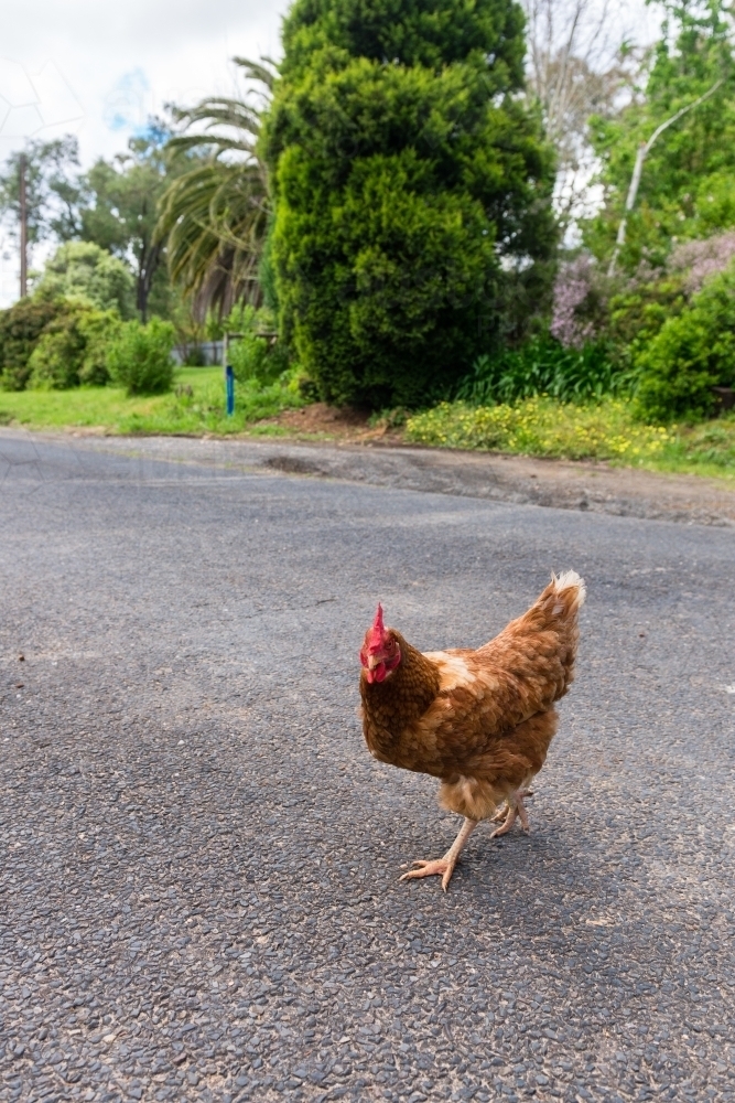 chicken crossing the road - Australian Stock Image