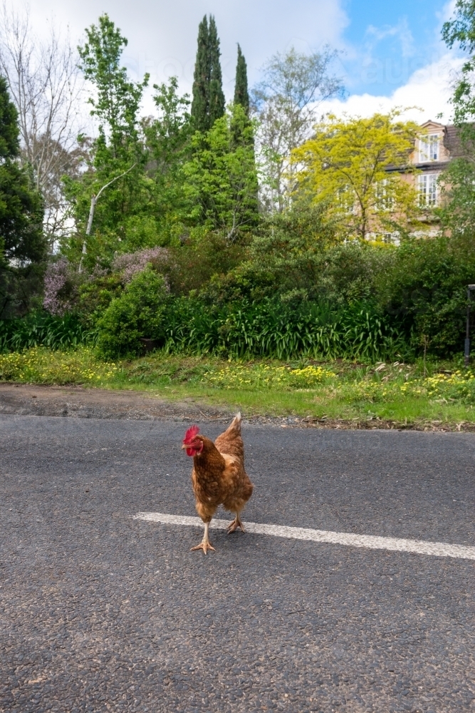 chicken crossing the road - Australian Stock Image