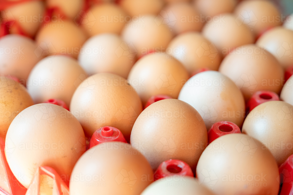 Chicken eggs collected in plastic cartons - Australian Stock Image