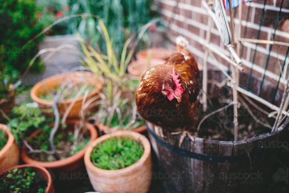 Chicken perching in the garden - Australian Stock Image