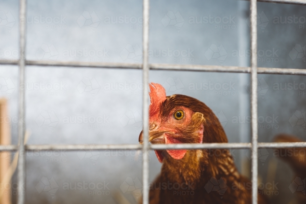 Chicken through wire - Australian Stock Image