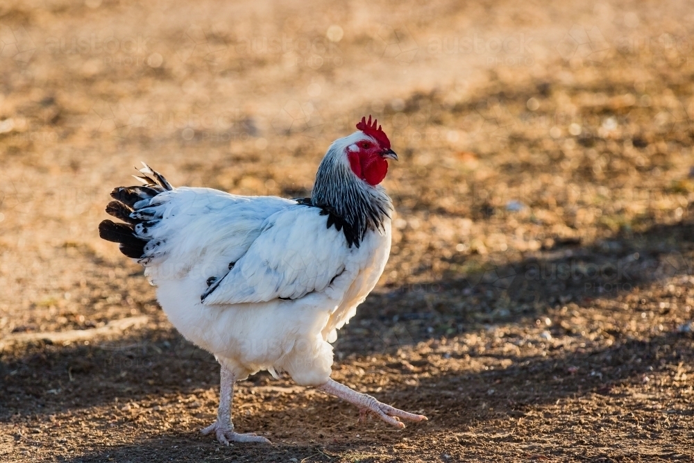 Chicken walking - Australian Stock Image