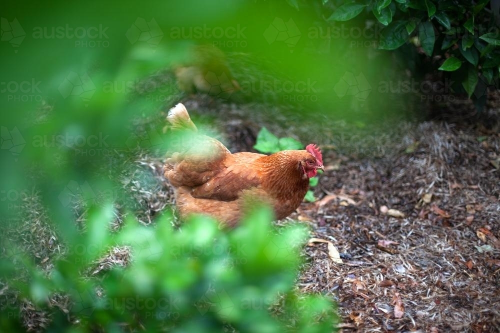Chicken walking through the garden - Australian Stock Image