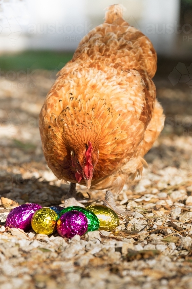 Image of Chicken with bright and shiny chocolate eggs Austockphoto