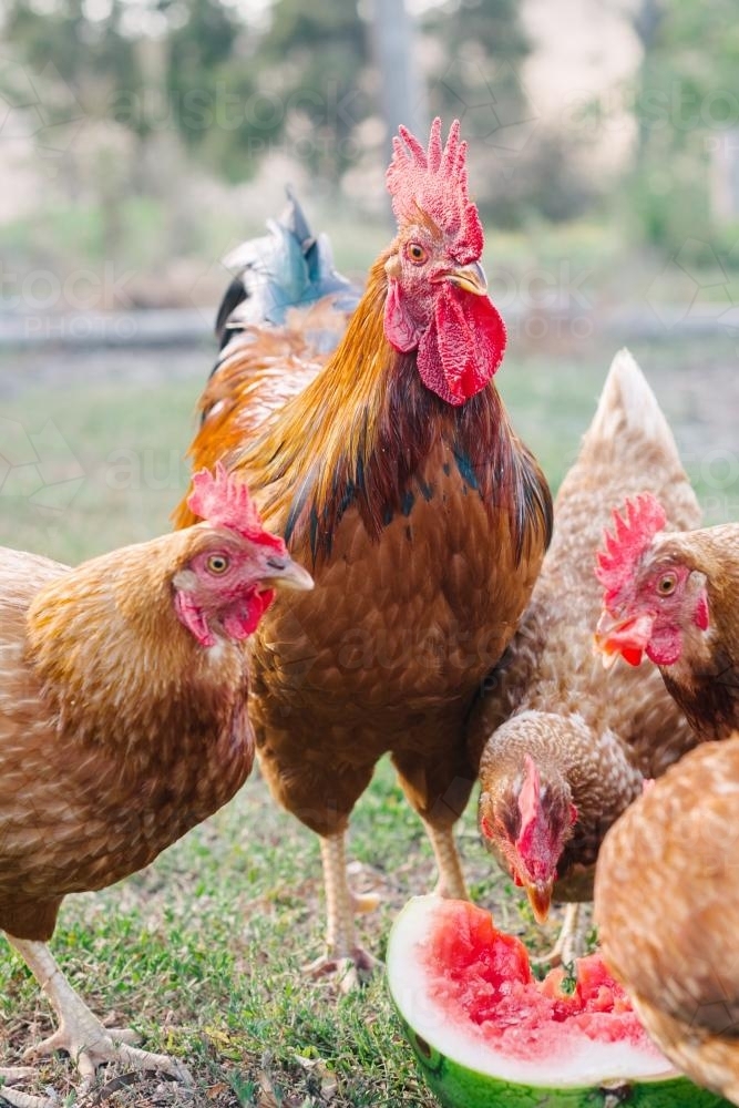 chickens and rooster enjoying watermelon - Australian Stock Image