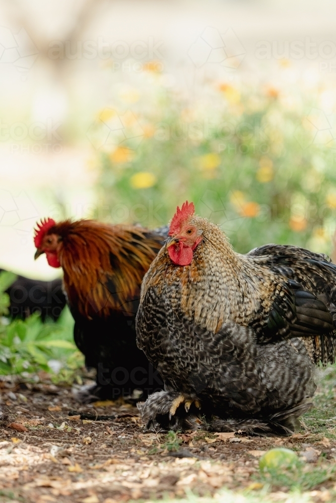 Chickens - Australian Stock Image