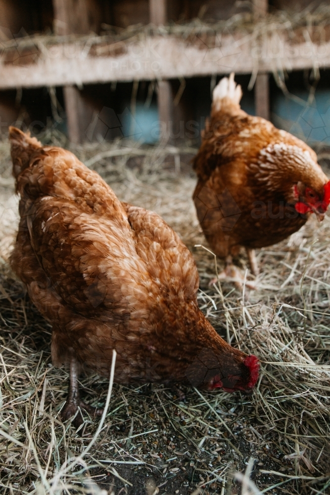 Chickens feeding on hay - Australian Stock Image