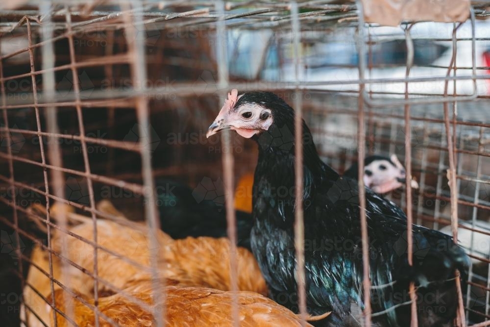 Chickens in a cage - Australian Stock Image