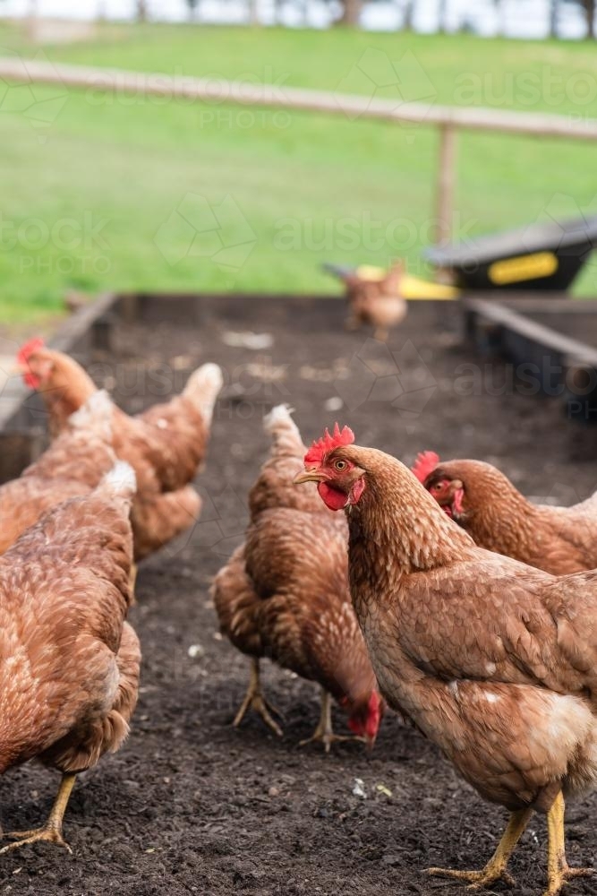chickens in the vegie patch before planting - Australian Stock Image