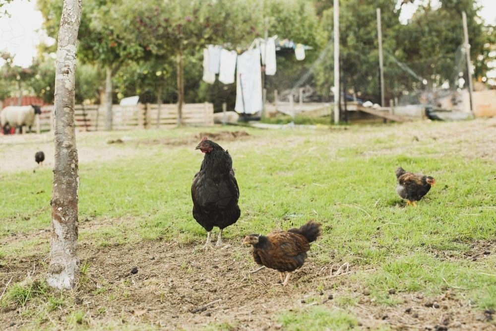 Chickens roaming in backyard - Australian Stock Image