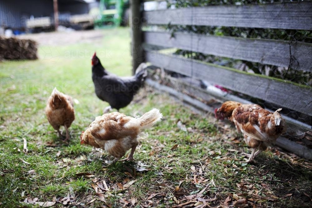 Chickens walking around the yard - Australian Stock Image