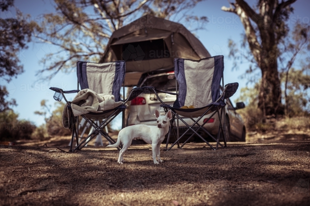 Chihuahua and camp chairs at a campsite - Australian Stock Image