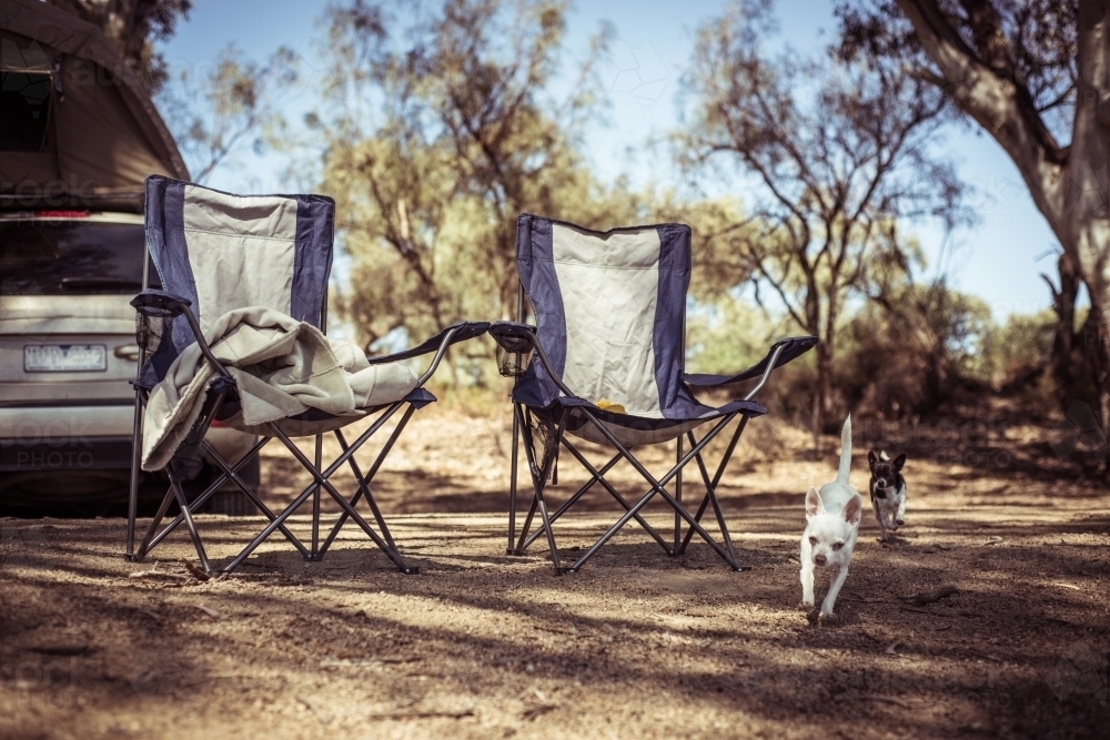 Chihuahua and camp chairs at campsite - Australian Stock Image