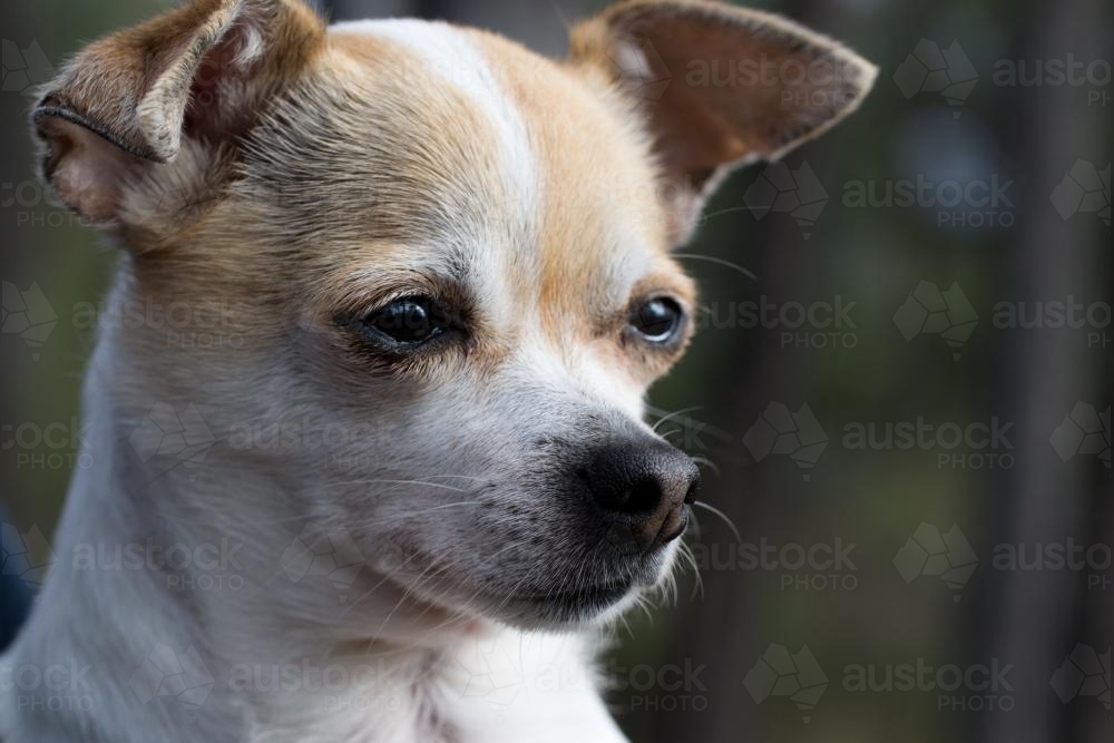 chihuahua close up front on - Australian Stock Image