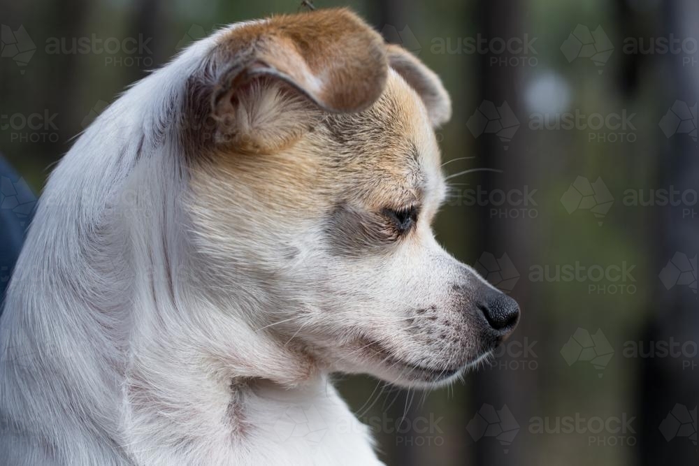 chihuahua close up side on - Australian Stock Image