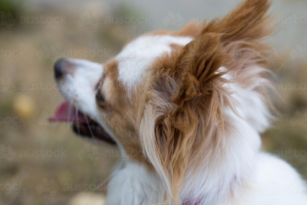 chihuahua close up side on - Australian Stock Image