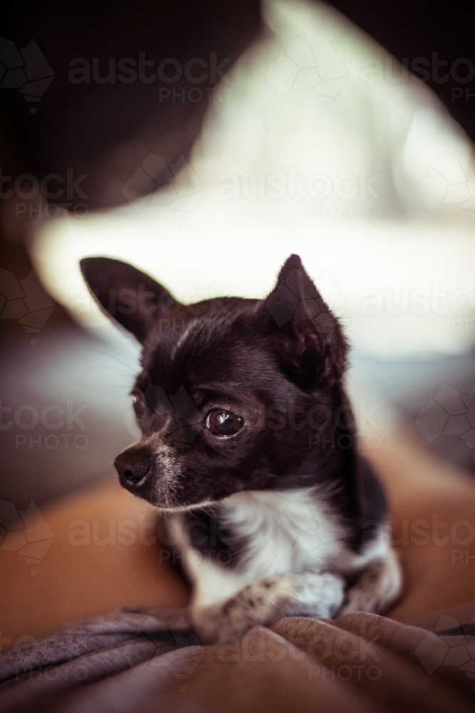 Chihuahua dog close up - Australian Stock Image
