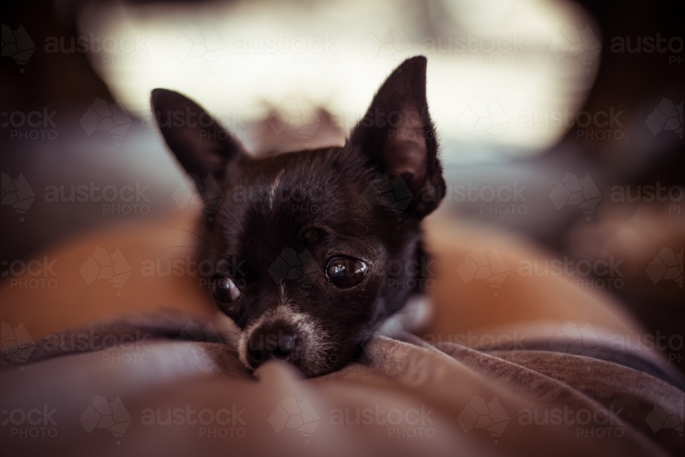 Chihuahua dog close up - Australian Stock Image