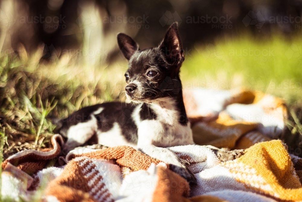 Chihuahua dog resting on blanket outside - Australian Stock Image