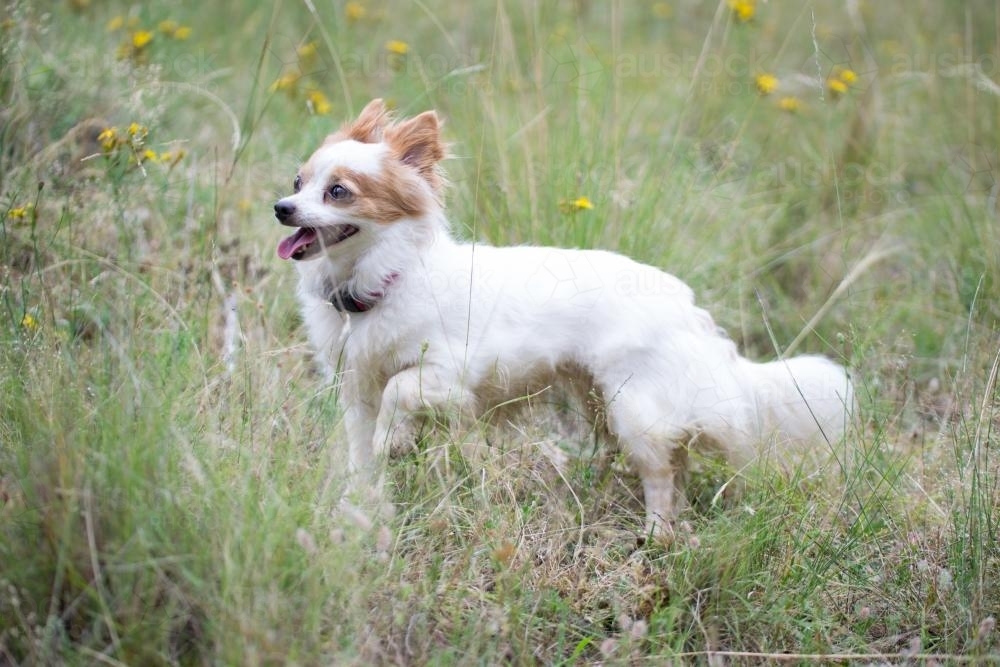 chihuahua exploring in the bush - Australian Stock Image