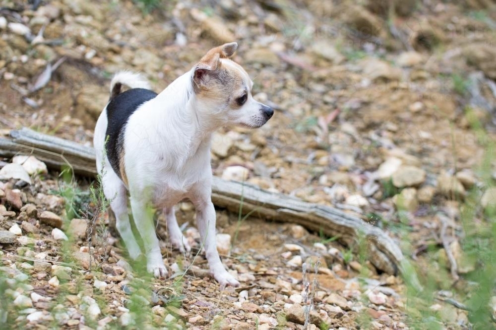 chihuahua looking out - Australian Stock Image