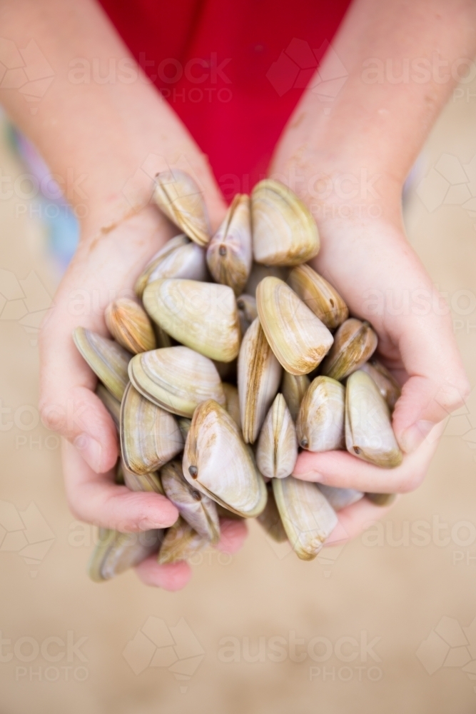 Child collecting cockles at the beach - Australian Stock Image