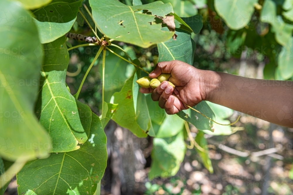Child hand picking Kakadu Plums - Australian Stock Image