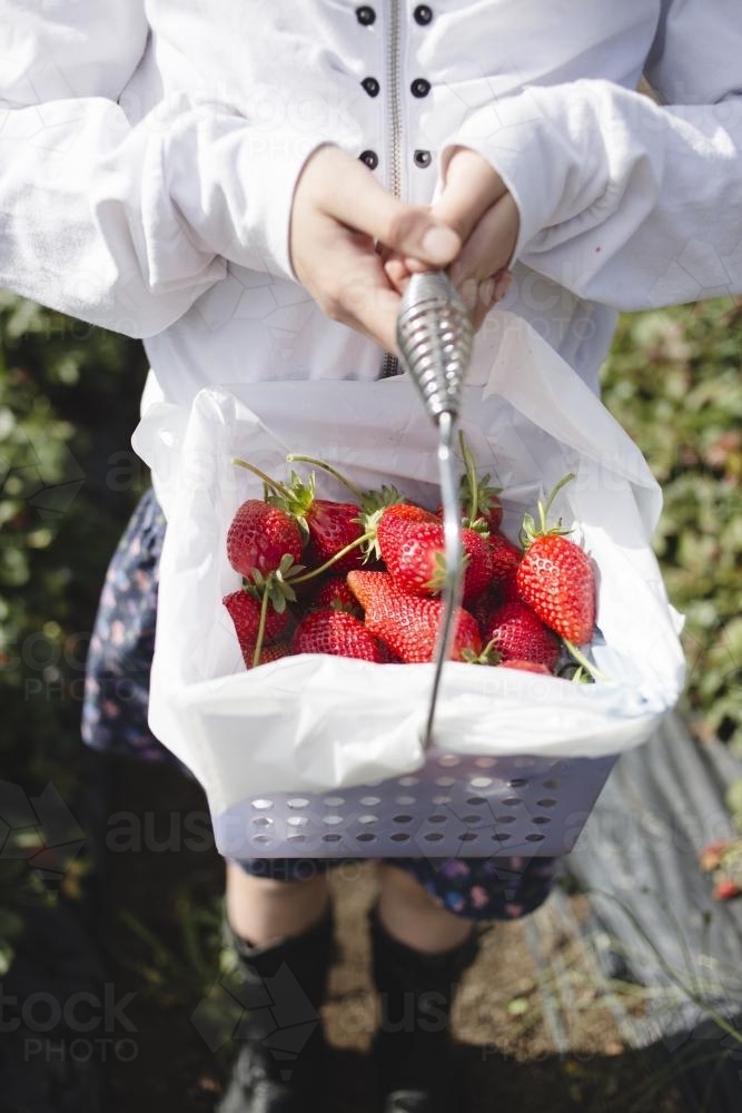 Child holding a basket of fresh strawberries at the strawberry farm - Australian Stock Image