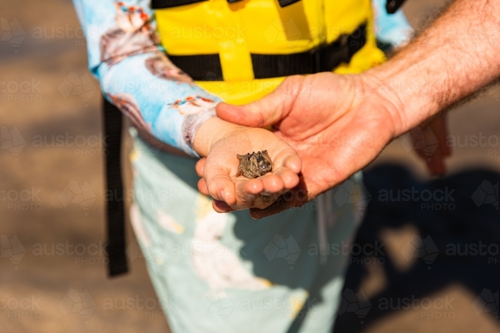child holding a soldier crab with grandfather - Australian Stock Image