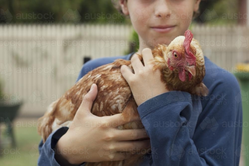 Child holding chicken - Australian Stock Image