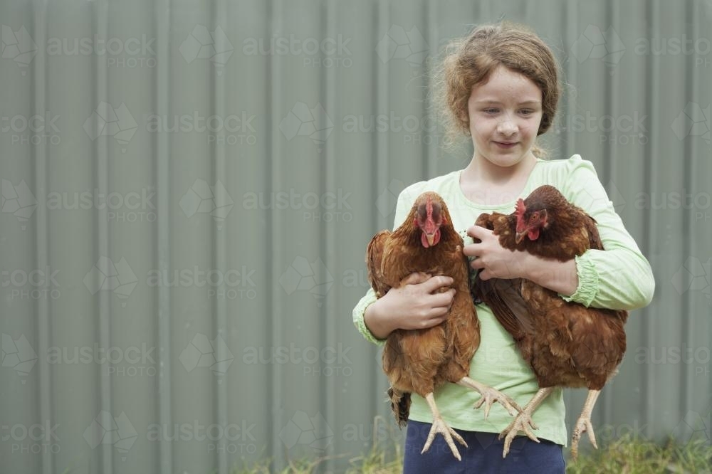 Child holding happy chickens - Australian Stock Image