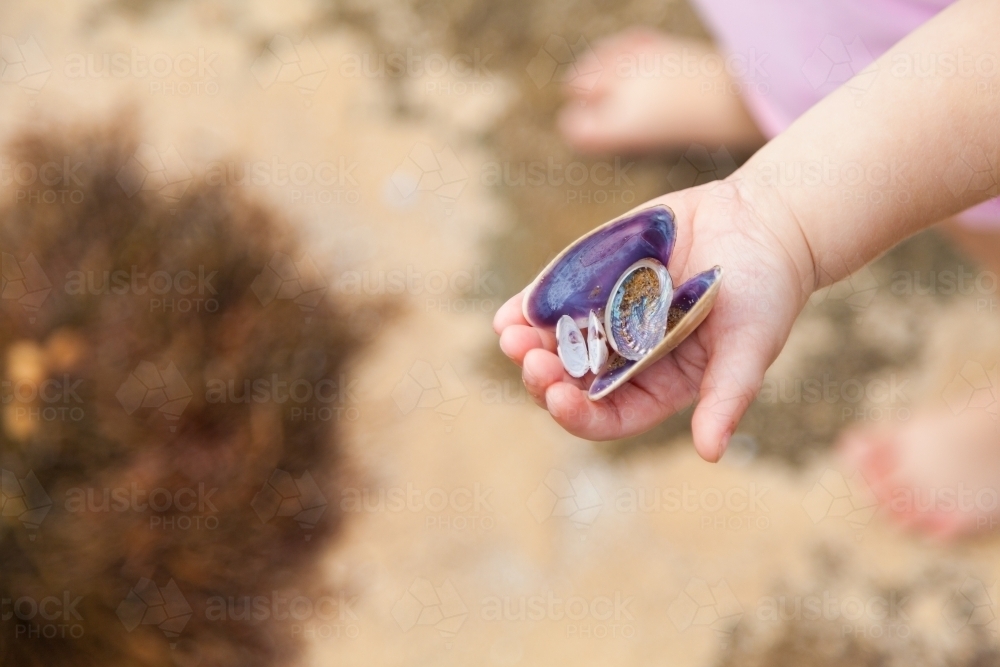 Child holding out purple shells found in rock pools at beach - Australian Stock Image