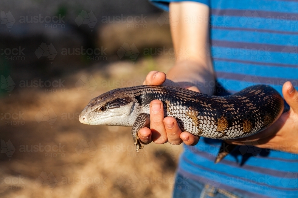 child holding pet blue tongue lizard in hands - Australian Stock Image