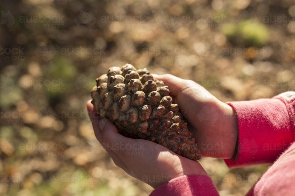 Child holding pinecone - Australian Stock Image