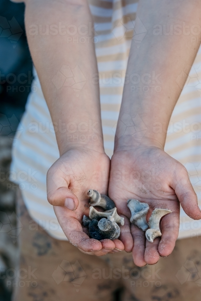 Image of Child holding shells found on a beach. - Austockphoto