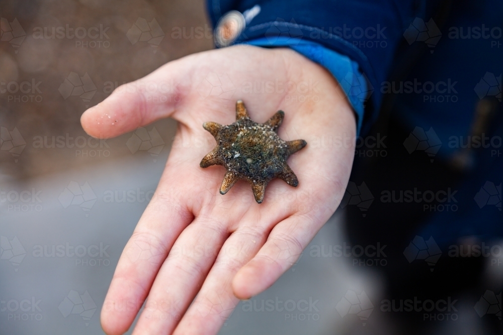 child holding tiny sea star in hand - Australian Stock Image