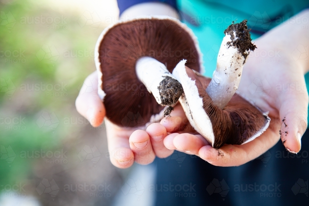 Child holding two fresh mushrooms foraged from the roadside - Australian Stock Image