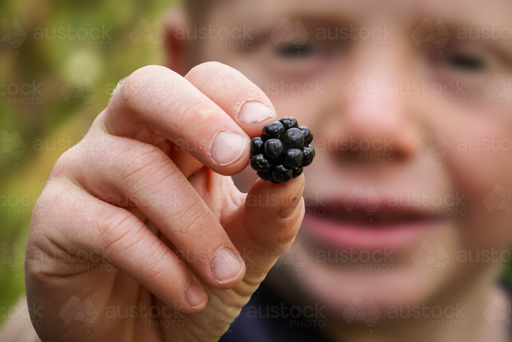 Child holding up fresh picked blackberry - Australian Stock Image