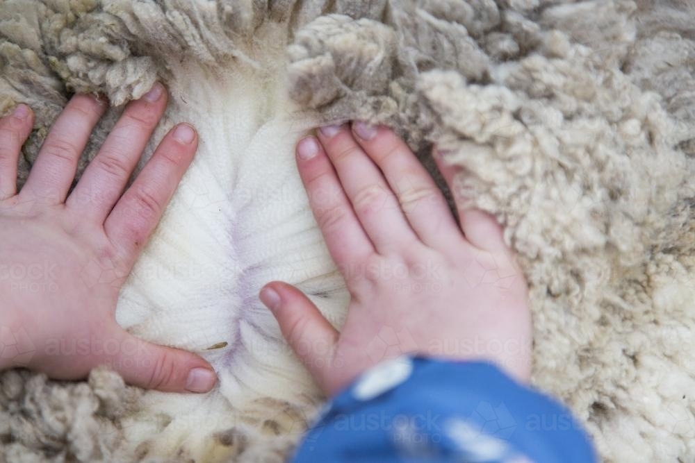 Child opening up a sheep's fleece to show wool - Australian Stock Image